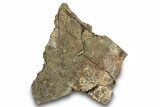 Dinosaur (Triceratops) Bone Section - Montana #287460-1